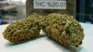 Lemon Shining Silver Haze