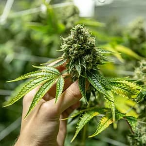 Premium Hybrid House Special